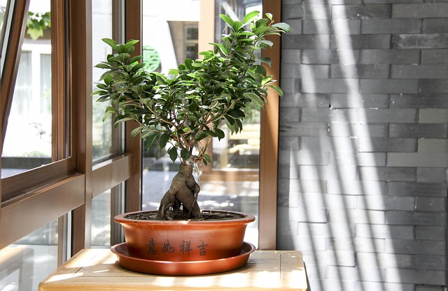 盆景树绿植阳光