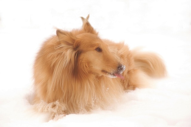 牧羊犬宠物动物家养