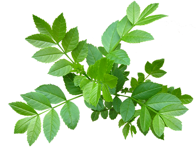 树叶树叶白蜡树新芽