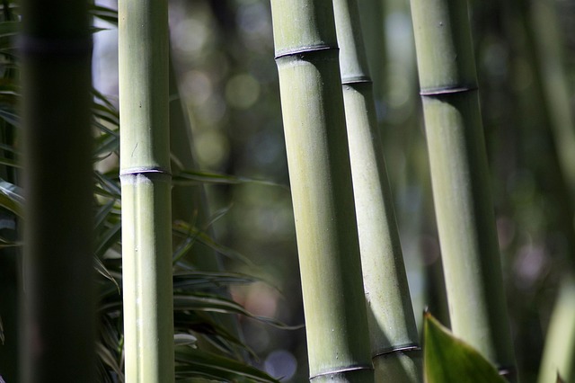 竹林部落草类植物
