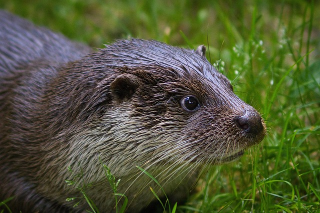 动物水獭哺乳动物野生动物