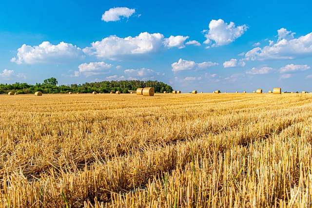 稻草捆田地玉米田夏天