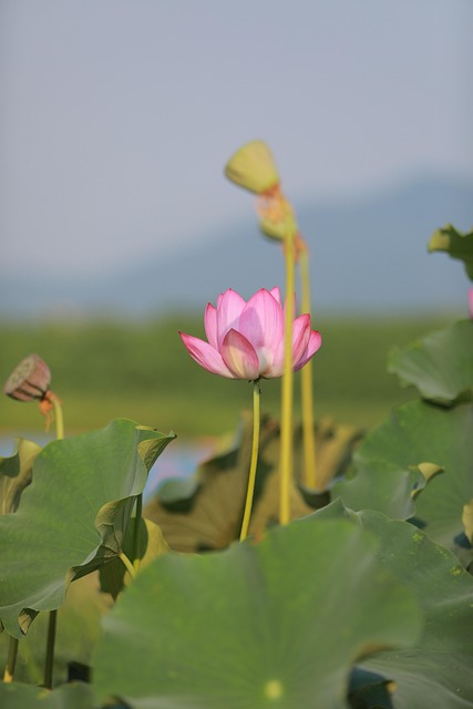 莲花湖池塘基岩
