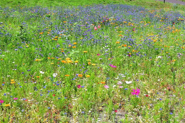 五颜六色的野花草地
