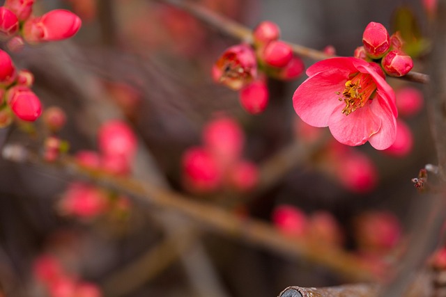 花红花梅花梅花