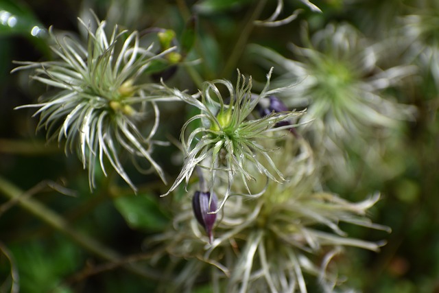 帕斯克花花蕾叶子