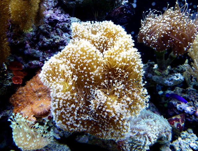 海底珊瑚潜水员