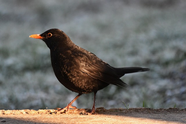 鸟类黑鸟鸟类学物种