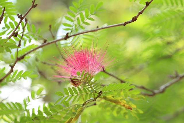 喀拉拉邦自然刷花印度