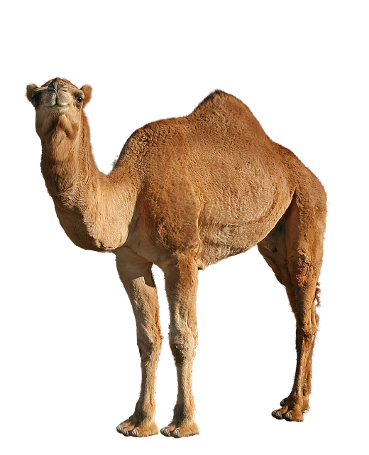 骆驼动物单峰驼剪影