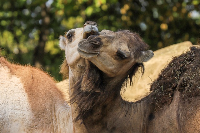 骆驼哺乳动物动物区系