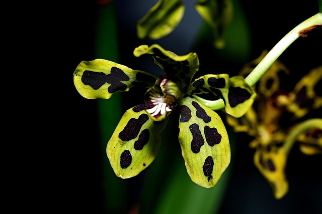 巴布亚兰花植物花瓣