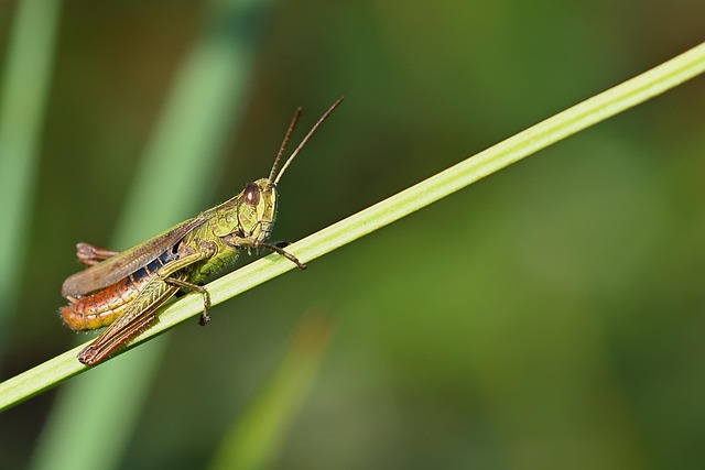 grash%C3%BCpfer昆虫蚱蜢