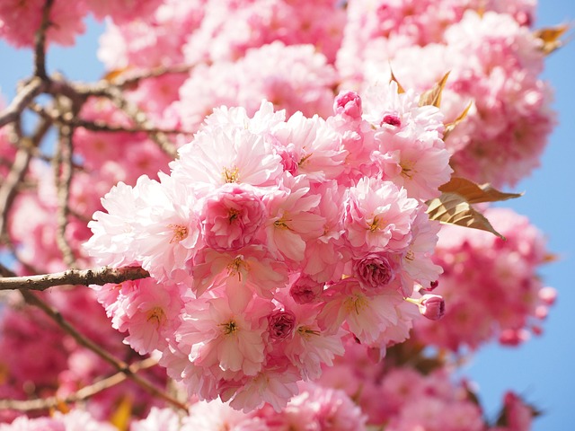 樱花日本樱花味