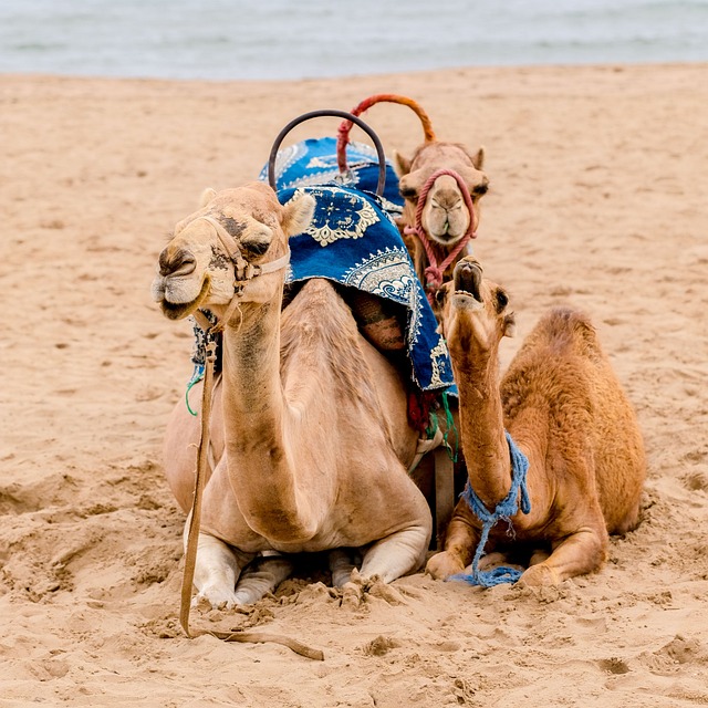骆驼沙沙漠之旅撒哈拉