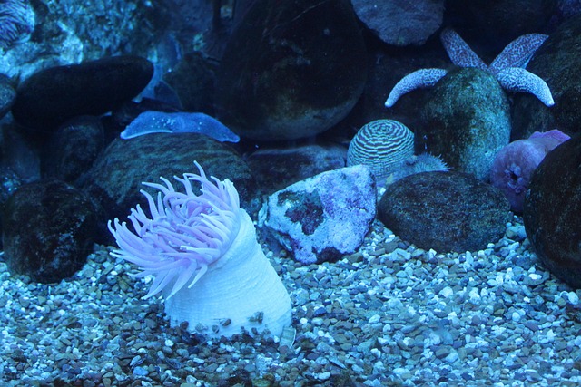 海葵海洋动物水族馆