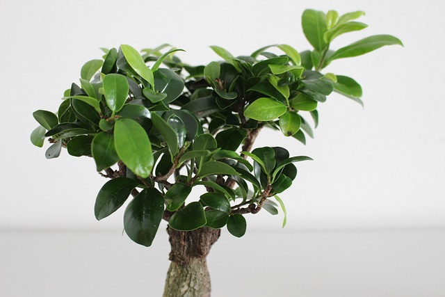 叶植物生长性质