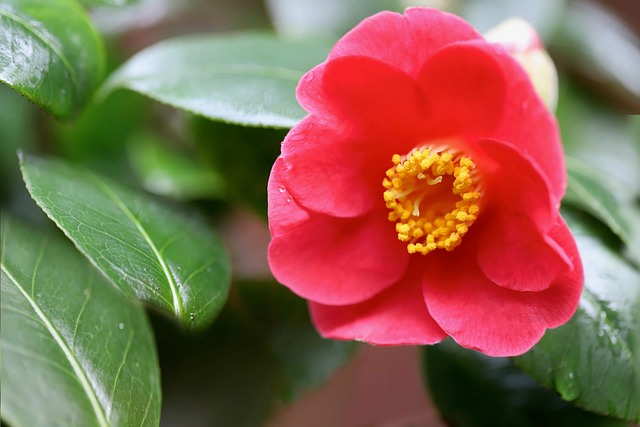 山茶观赏灌木