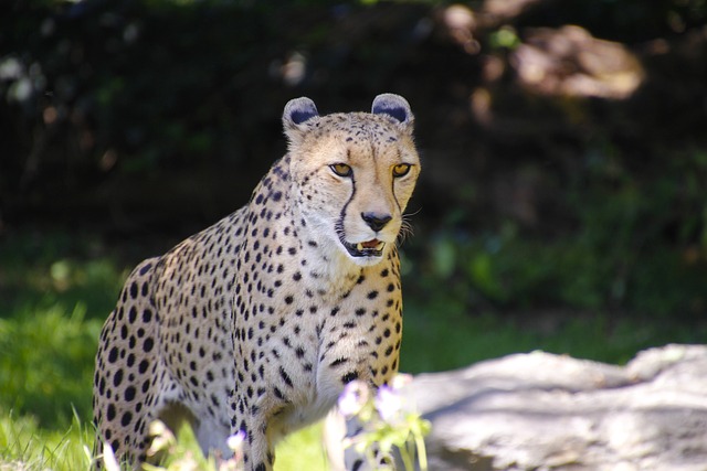 野生猎豹食肉动物