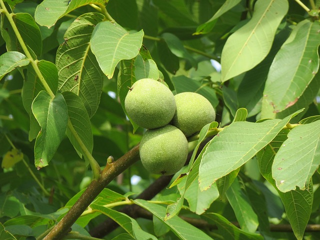 核桃波斯核桃