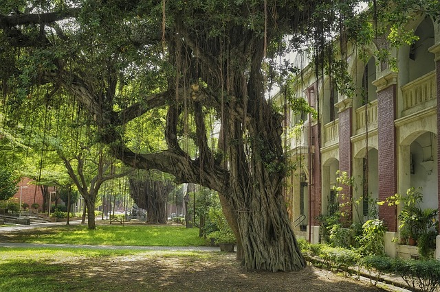 国立成功大学榕树