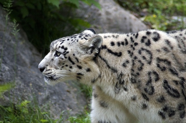 雪豹捕食者大猫