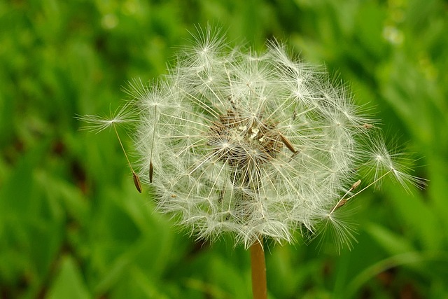 蒲公英绒毛植物群天然种子