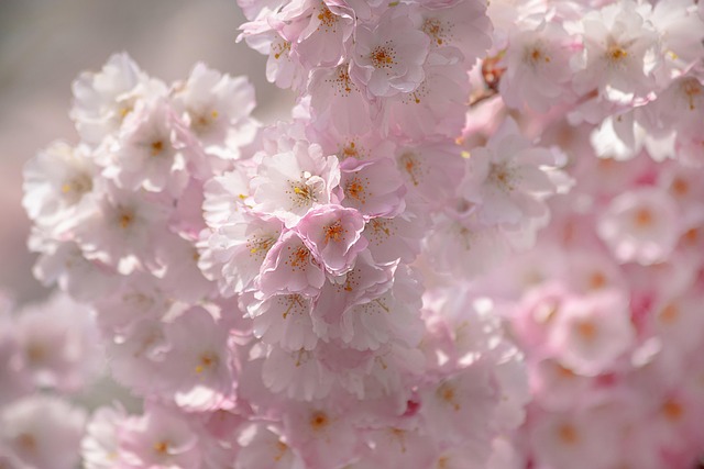 花瓣开花枝条