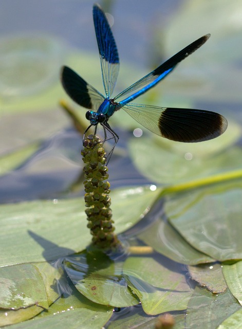 蜻蜓虫叶片水