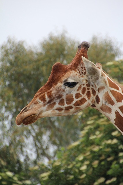 长颈鹿网状长颈鹿动物