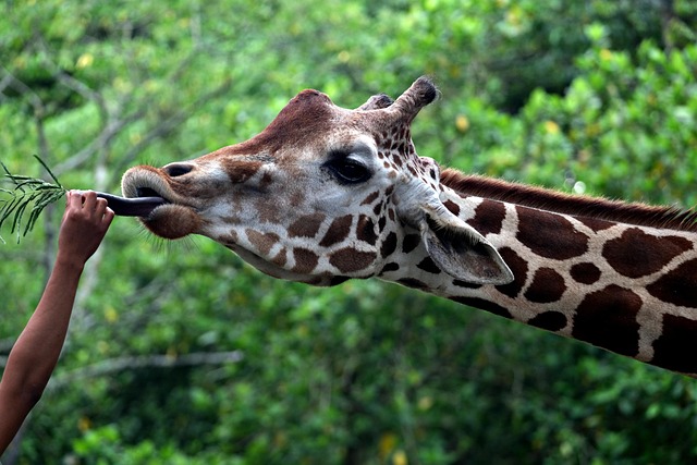 动物喂养长颈鹿野生动物