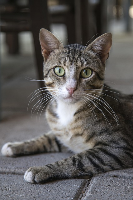 猫小猫小猫家猫