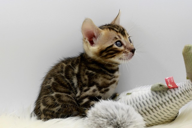 猫动物老虎危险