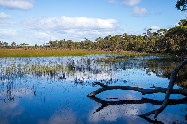 河树溪国家公园