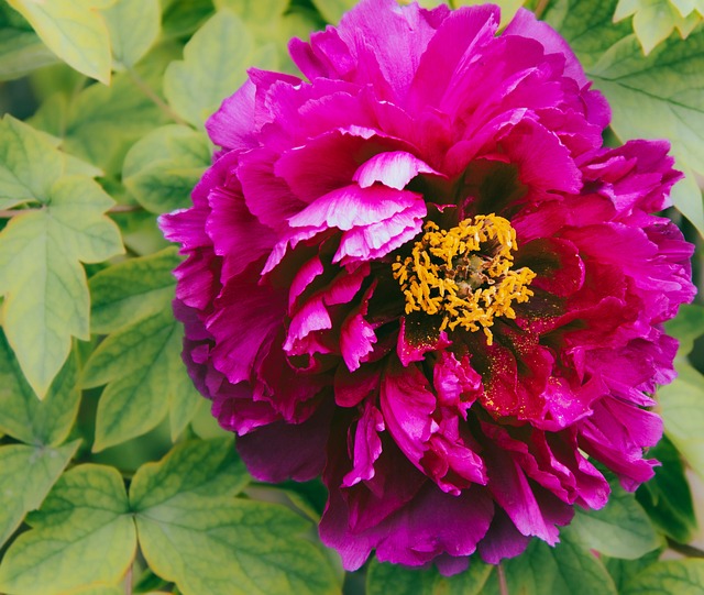 牡丹花植物粉红牡丹