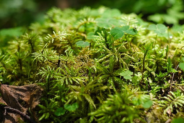苔藓三叶草森林植物三叶草
