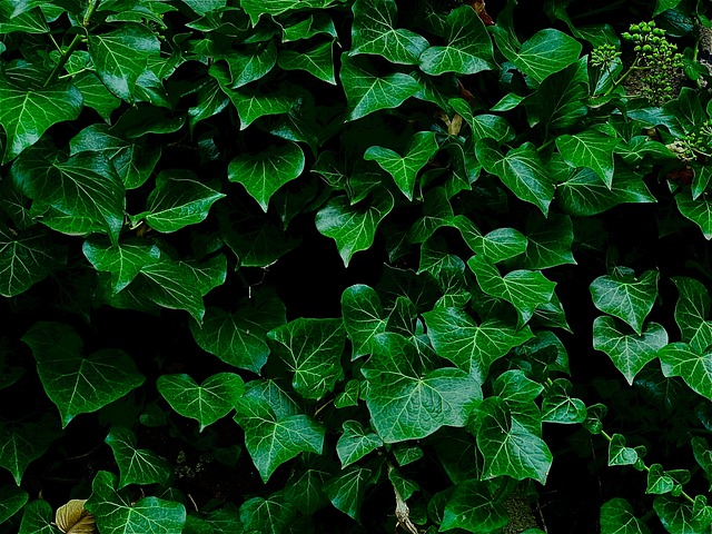 常春藤绿叶植物自然