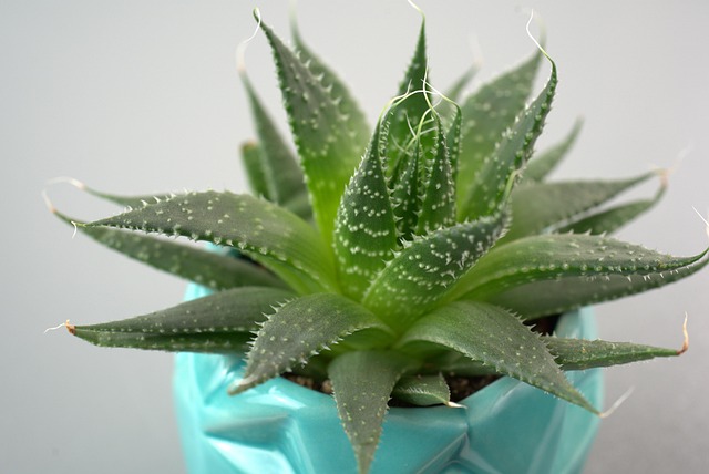 盆栽植物盆栽绿色