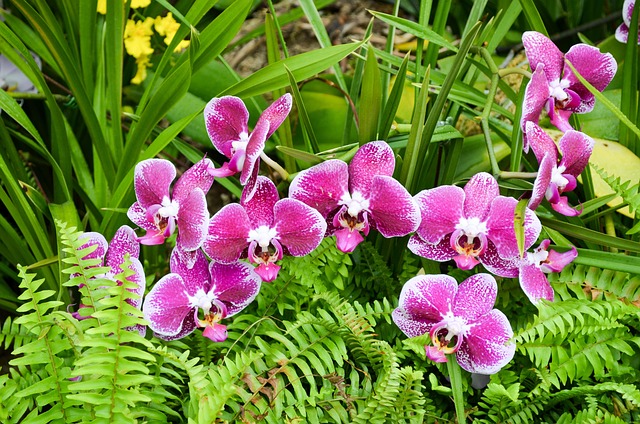 花卉自然植物花园花卉