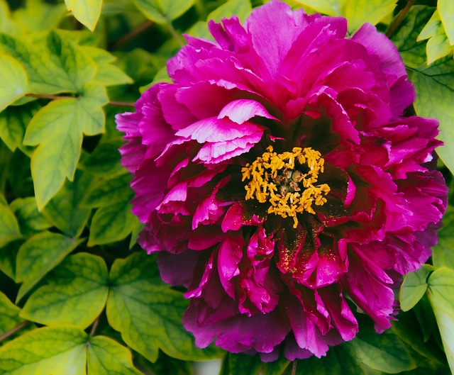 牡丹花植物粉红牡丹