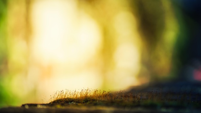 苔藓宏观散景光自然太阳
