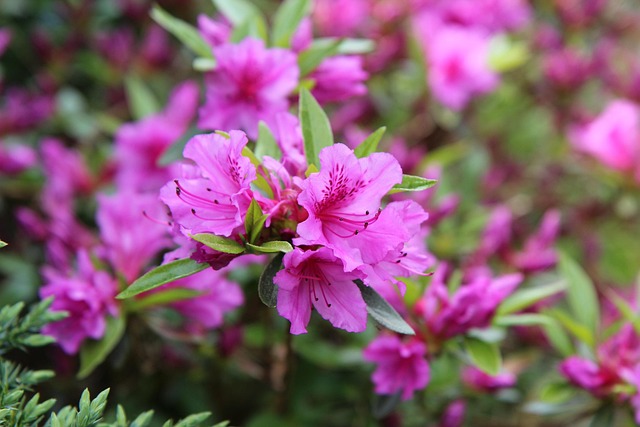 杜鹃花粉红色杜鹃花