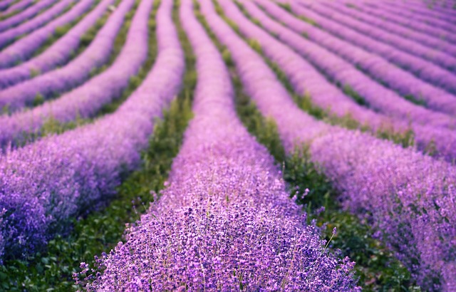 薰衣草花薰衣草田