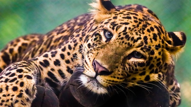 豹类动物哺乳动物大型猫科动物