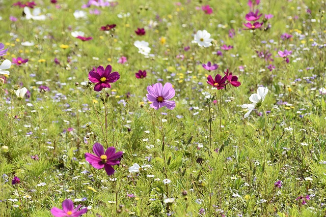 鲜花鲜花