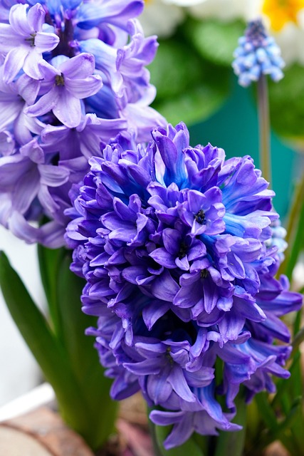 风信子花植物花瓣