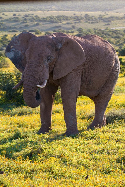 大象南非狩猎动物