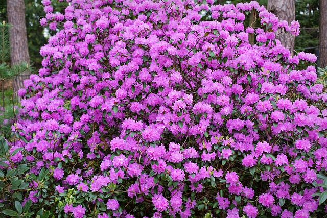 春花灌木开花树