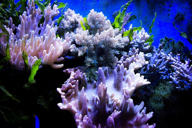 珊瑚水色石