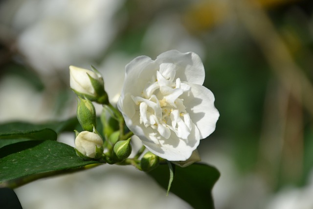 茉莉花盛开